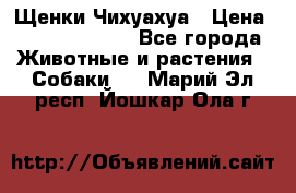 Щенки Чихуахуа › Цена ­ 12000-15000 - Все города Животные и растения » Собаки   . Марий Эл респ.,Йошкар-Ола г.